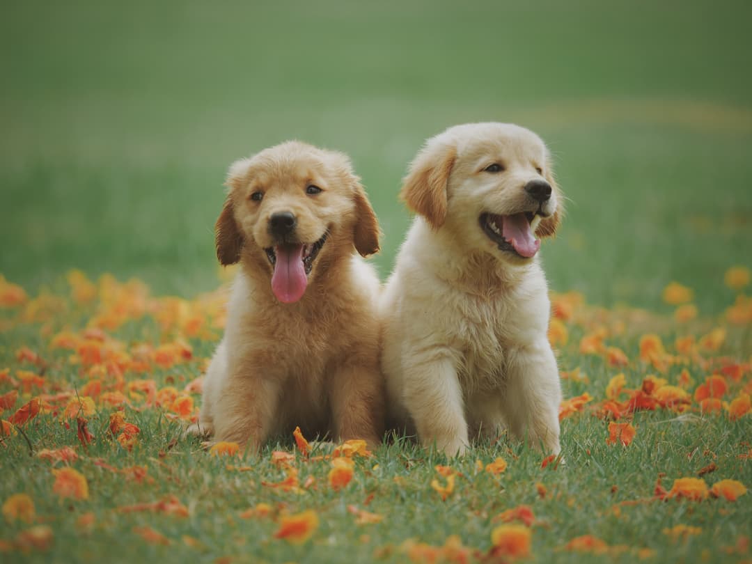 flower dog